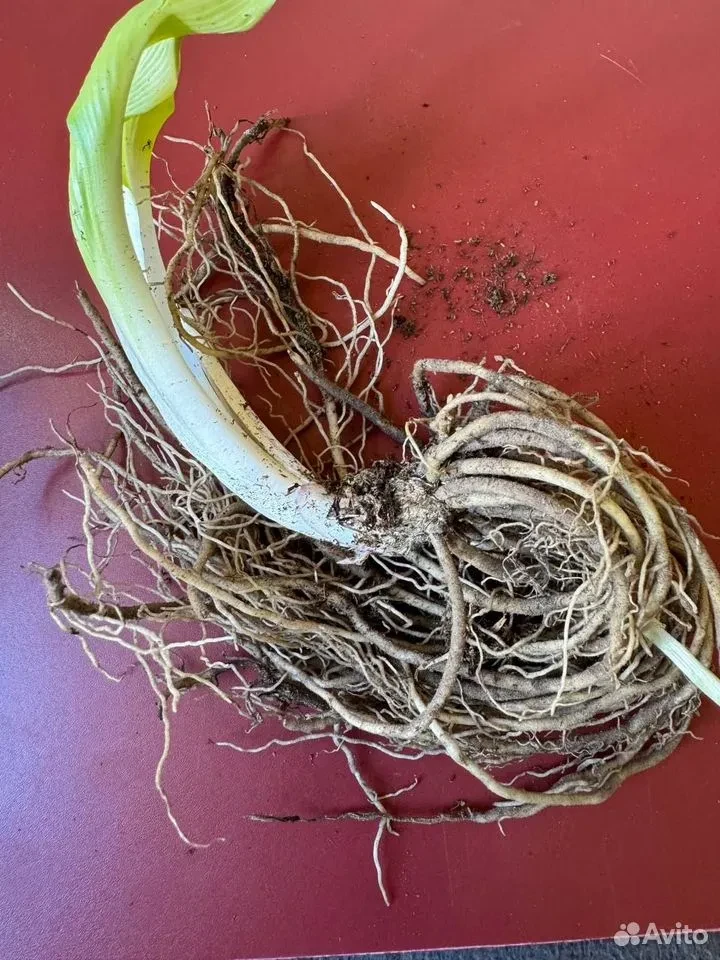 Хоста "ДРЕСС БЛЮЗ"