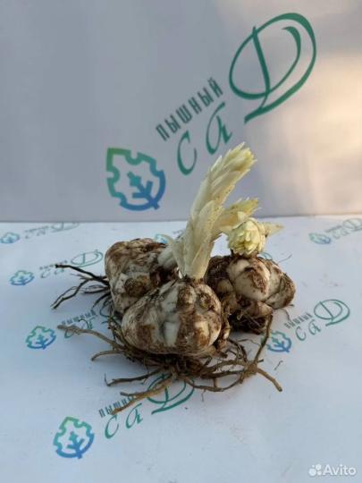 Лилия "МАРЛЕН" 3 штуки (размер 18/20)